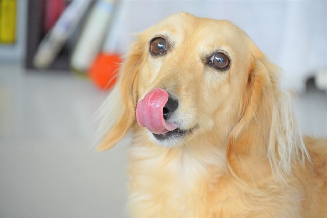 ドッグフードを食べて満足そうな犬