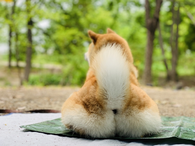 ペットと行かれるキャンプ場でくつろぐ犬