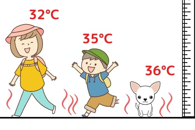真夏のチワワの体感温度・図解