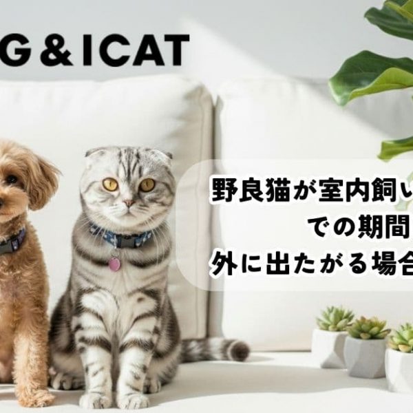 野良猫が室内飼いに慣れるまでの期間は？外に出たがる場合の対処法も