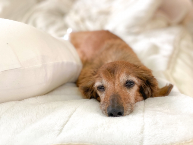 布団で眠る老犬