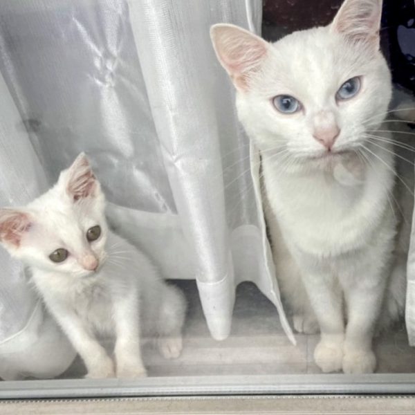 飼い猫を留守番させられる期間は?旅行の際に準備すべき8つの工夫も #171