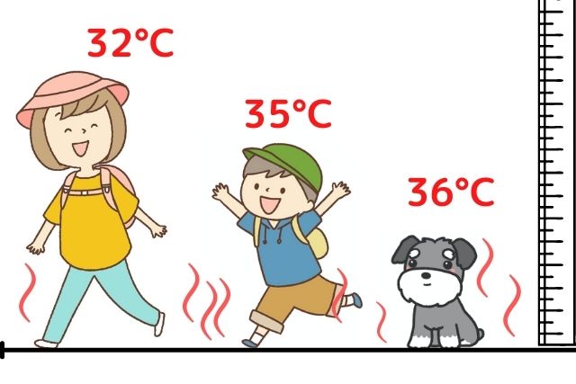 ミニチュア・シュナウザーの夏の体感温度図解