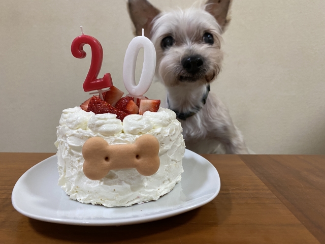 シニア犬の誕生ケーキ