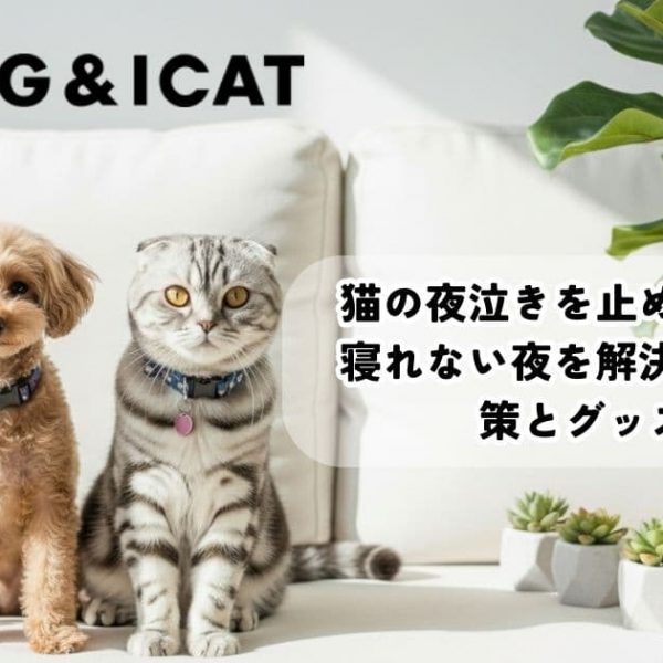 猫の夜泣きを止める方法は？寝れない夜を解決する基本対策とグッズ3選