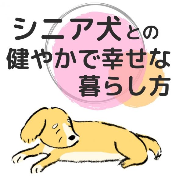 老犬の散歩・食事・お手入れのコツ・いつまでも元気でいる方法ーシニア犬との暮らしー #167