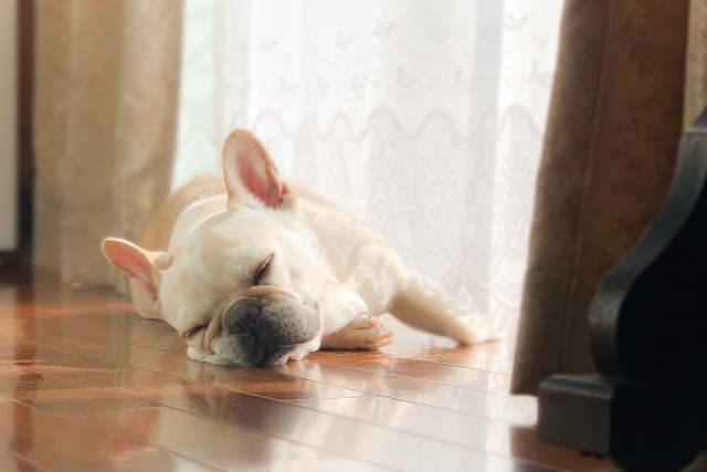 夏の日にエアコンの効いた部屋で眠りフレンチブルドッグ 