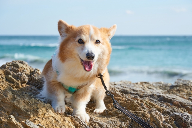 夏の海で遊ぶコーギー