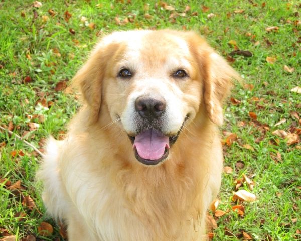 【愛犬を害虫から守ろう】蚊・ノミ・マダニによる病気と対策・おすすめの防虫犬服も #187