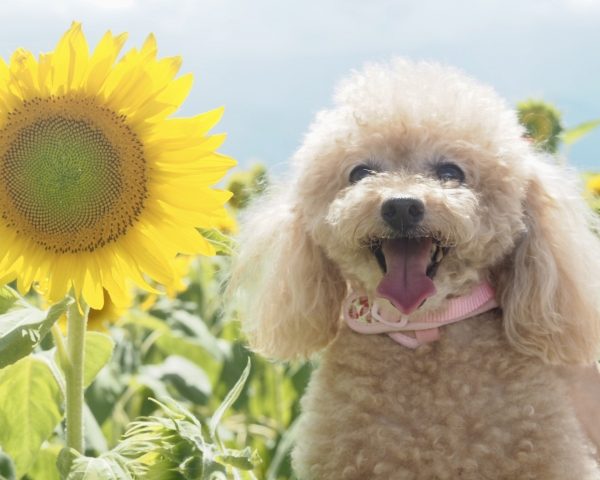 トイプードルのサマーカット注意点と熱中症対策・夏にオススメのかわいい犬服も！ #181