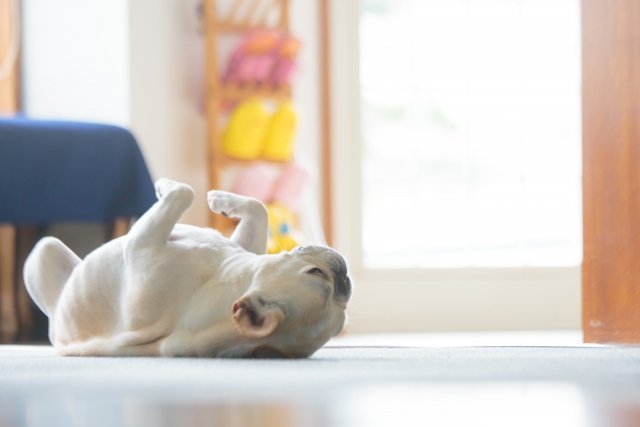 涼しい部屋で昼寝をするフレンチブルドッグ 