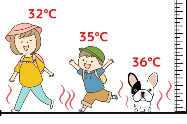 フレンチブルドッグ 夏の体感温度説明画像