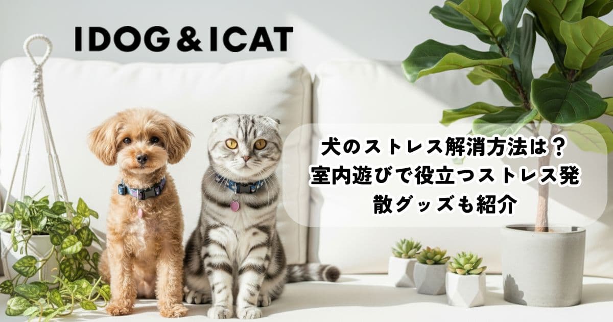 犬のストレス解消方法は?室内遊びで役立つストレス発散グッズも紹介