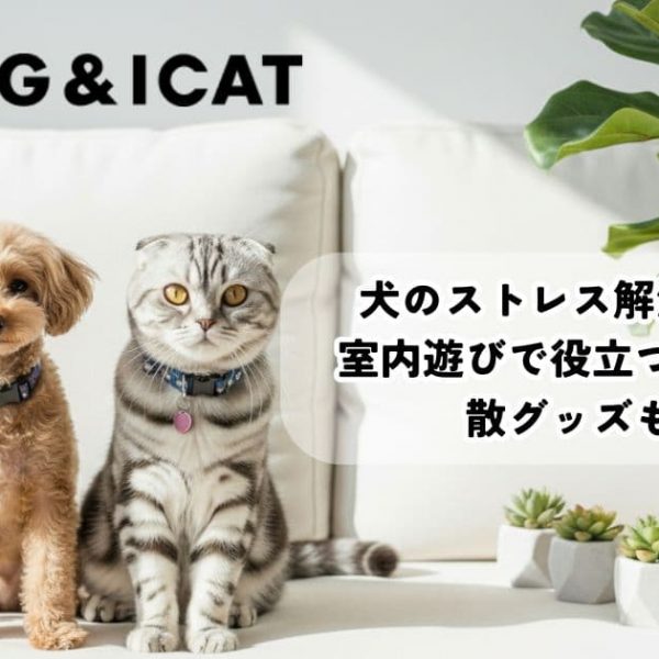 犬のストレス解消方法は？室内遊びで役立つストレス発散グッズも紹介