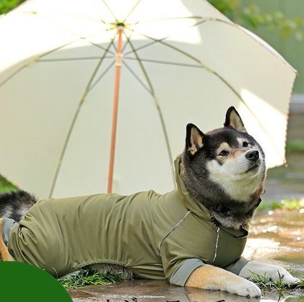 犬の散歩、雨でも行く？行かない？注意点とタイプ別おすすめレインウエアの紹介も！ #192