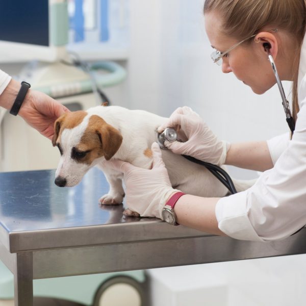 犬が動物病院を嫌がる理由とは？今すぐできる7つの対策を解説！ #196