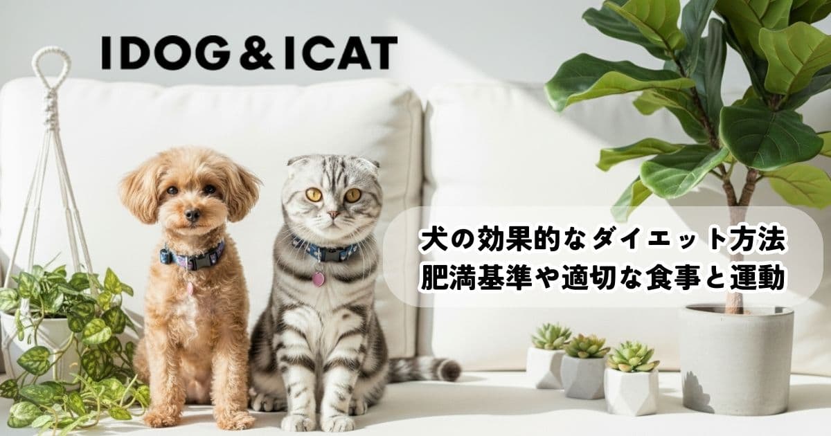 犬の効果的なダイエット方法は？肥満の基準や適切な食事と運動を解説