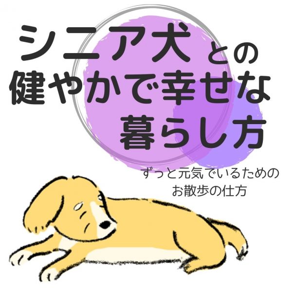 老犬が歩かない理由と散歩の仕方・歩行をサポートする犬服の紹介もーシニア犬との暮らしー #183