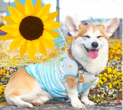 夏こそ犬に服を着せるのが効果的な理由・シーン別おすすめウエアの紹介も #199