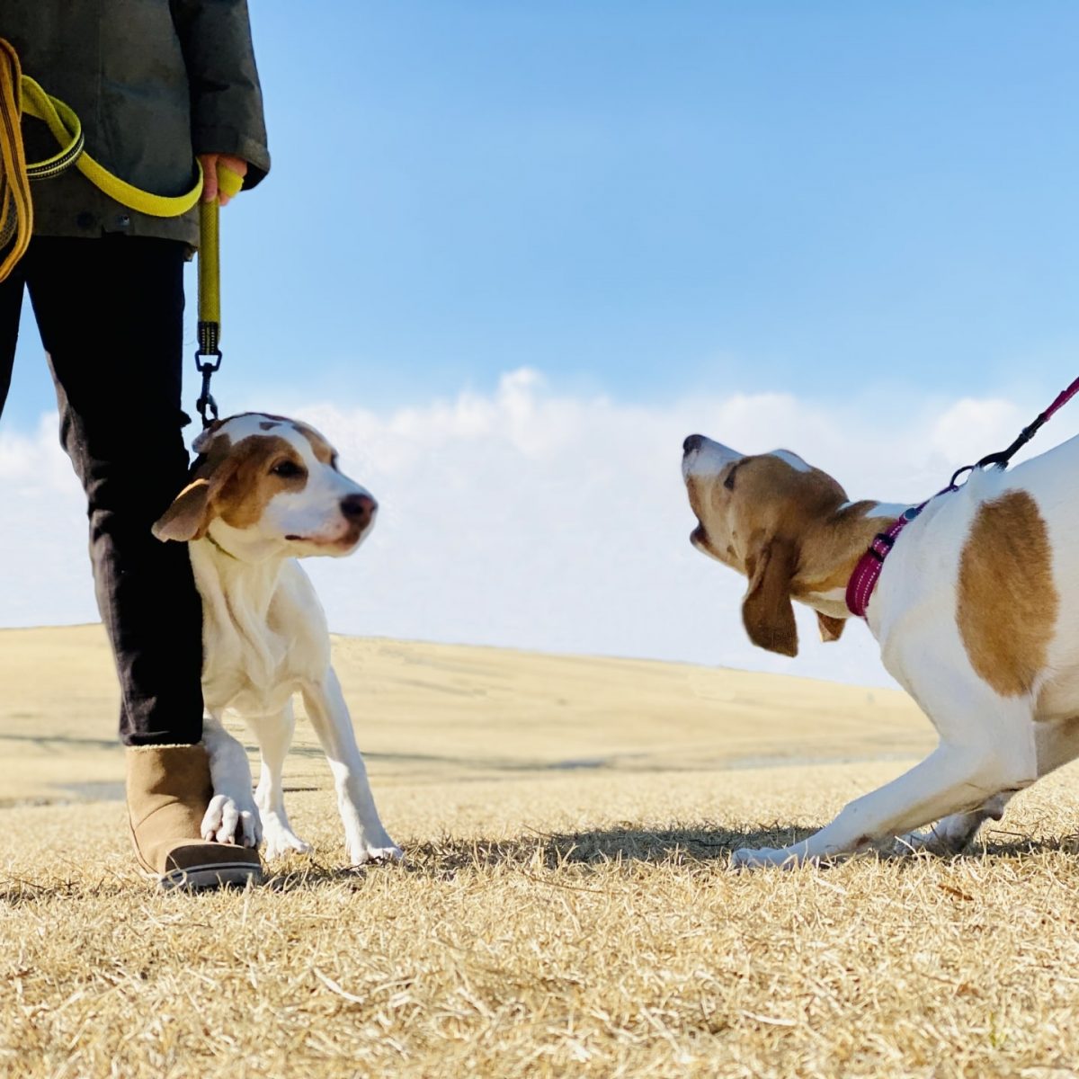 犬 吠える の を やめ させる