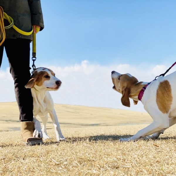 犬が吠えることをやめさせるにはどうしたらいい？5つのしつけ方法を解説！#201