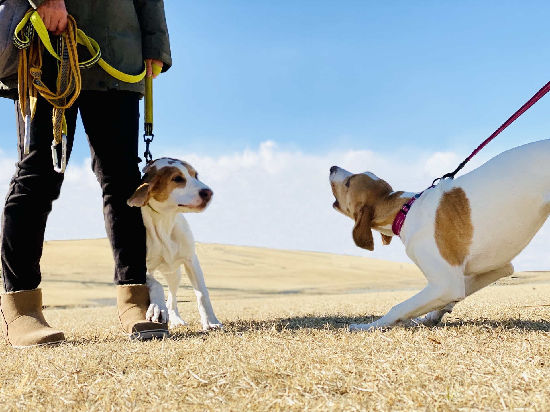 犬が吠えることをやめさせるにはどうしたらいい？5つのしつけ方法を