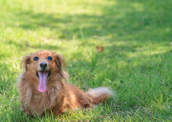 夏でも老犬は散歩が必要？注意点とシニア世代の暑さ対策#202