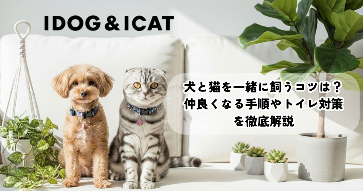 犬と猫を一緒に飼うコツは?仲良くなる手順やトイレ対策を徹底解説