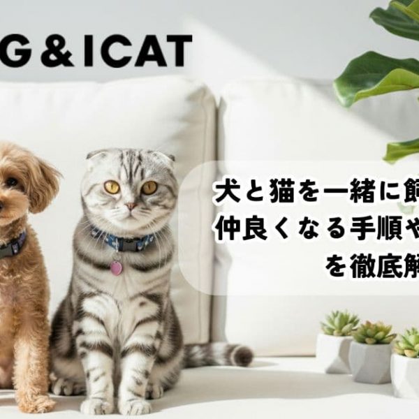 犬と猫を一緒に飼うコツは？仲良くなる手順やトイレ対策を徹底解説