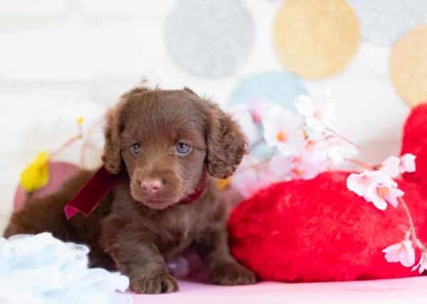 はじめての犬の飼い方・子犬を迎える準備や必要なグッズは？家の中の危険ポイントもチェック#209