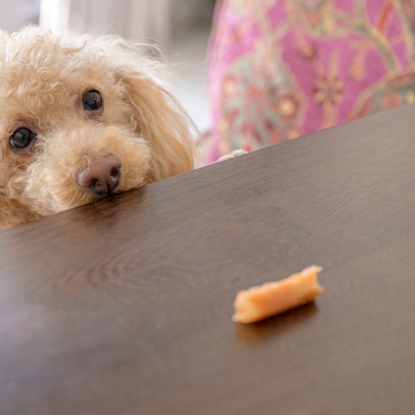 犬 飼い主 が いない と 食べ ない