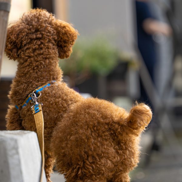 犬の気持ちはしっぽで読み解く！ブンブン振ってるのに喜んでない？自分のしっぽを追う・噛むのは病気の可能性も？#208