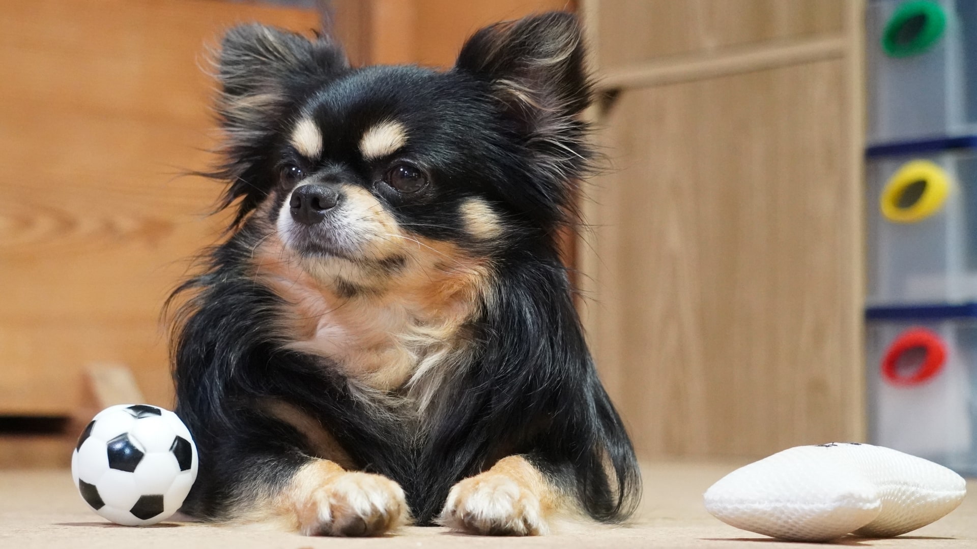 遊ぶのが好きな犬のトップ10の品種