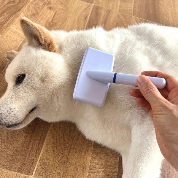 犬がブラッシングを嫌がる5つの理由とは?嫌がらないようにする方法を徹底解説!#207