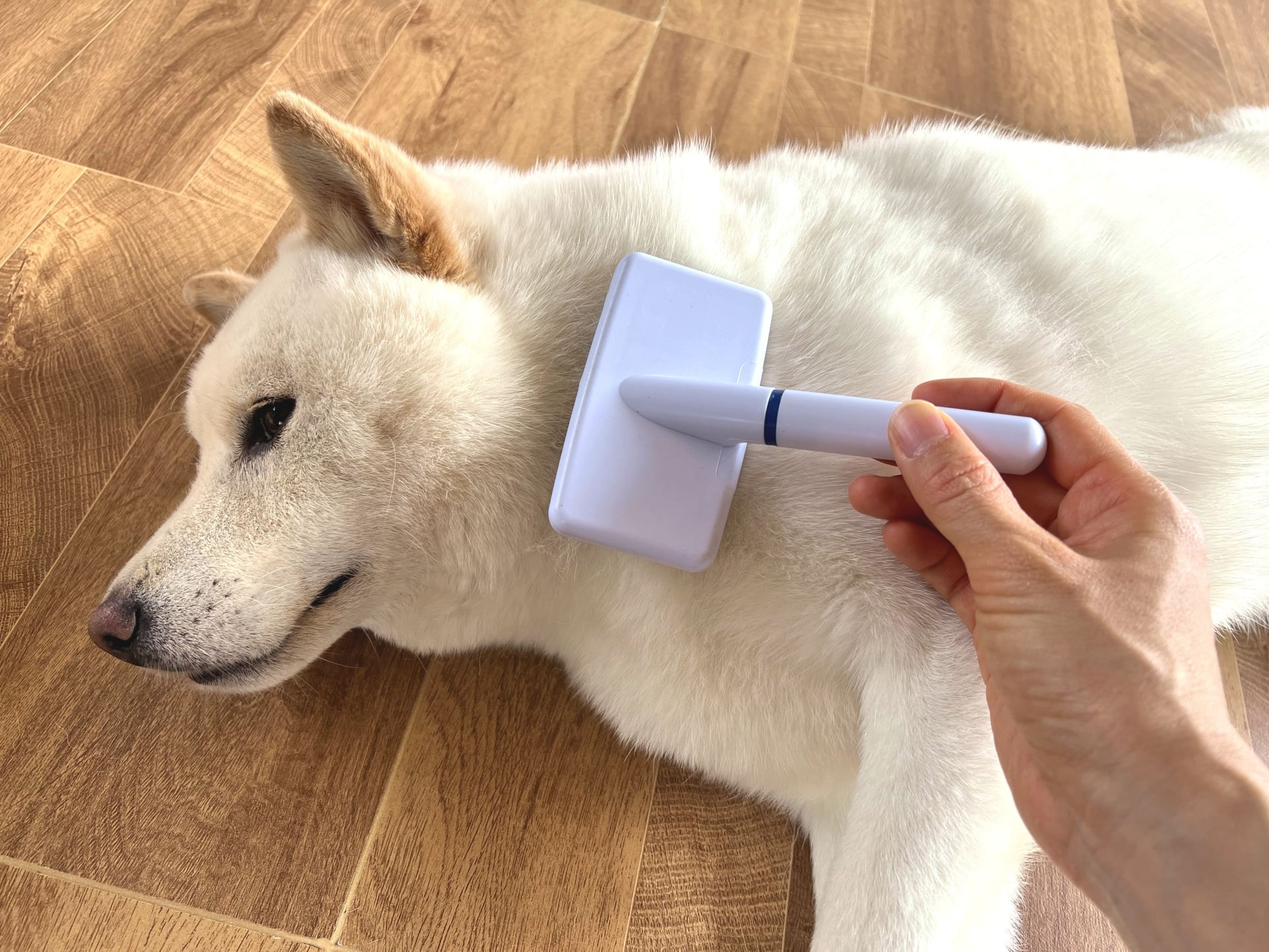 犬がブラッシングを嫌がる5つの理由とは？嫌がらないようにする方法を 