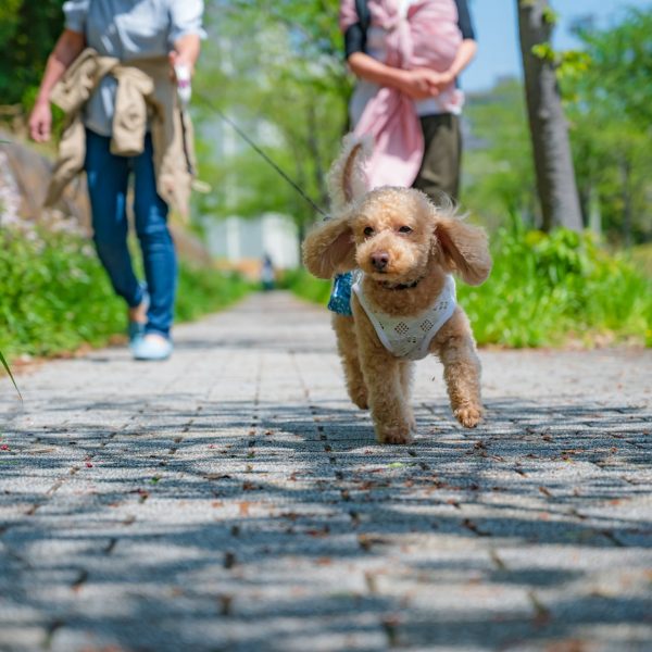 犬がリードを引っ張るけど苦しくないの？引っ張る5つの原因とその対策を徹底解説！