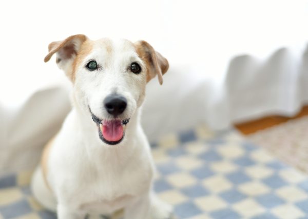 愛犬が長生きする秘訣とNG行動〜若いうちからできる3つのコツ