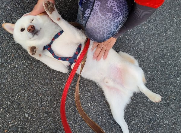 飼い主さん大好き！犬が伝える10のサイン〜素っ気なく見えるあの行動も愛情サインです