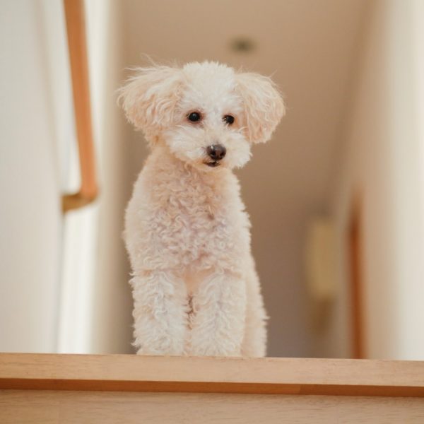 犬が階段を登るのに降りられない！その理由と今すぐできる3つの対策とは？