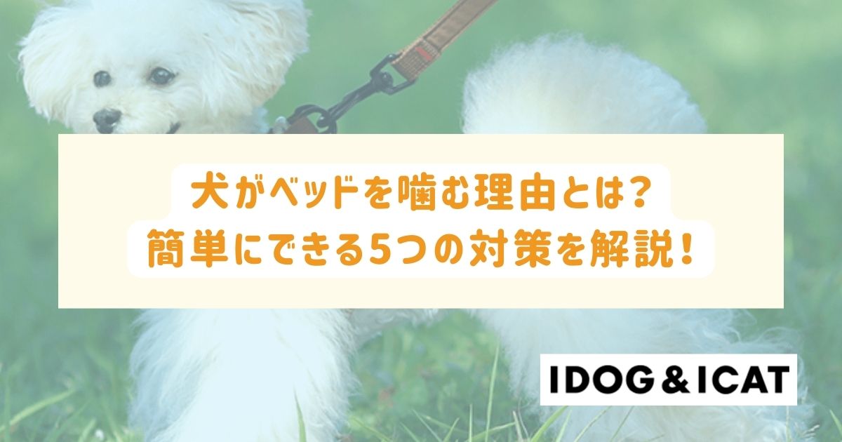 犬がベッドを噛む理由とは？簡単にできる5つの対策