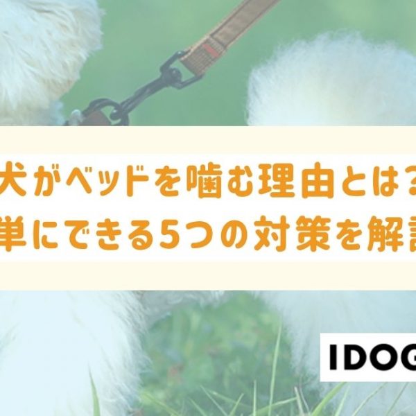 犬がベッドを噛む理由とは？簡単にできる5つの対策を解説！