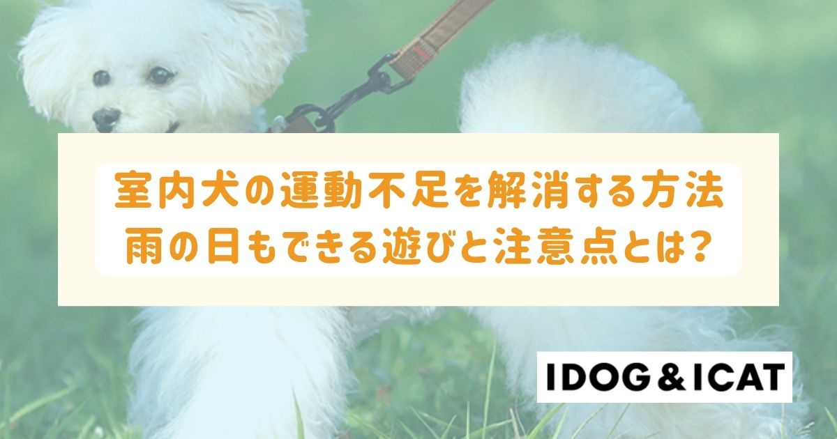 室内犬の運動不足を解消する方法とは？雨の日もできる3つの遊びと注意点を解説！