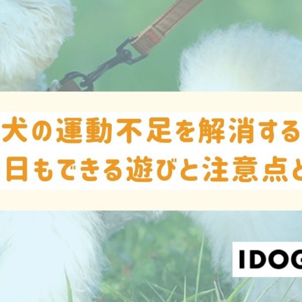 室内犬の運動不足を解消する方法とは？雨の日もできる3つの遊びと注意点を解説！