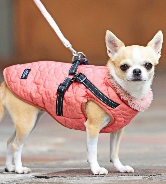 洋服が苦手な犬でも着られる服