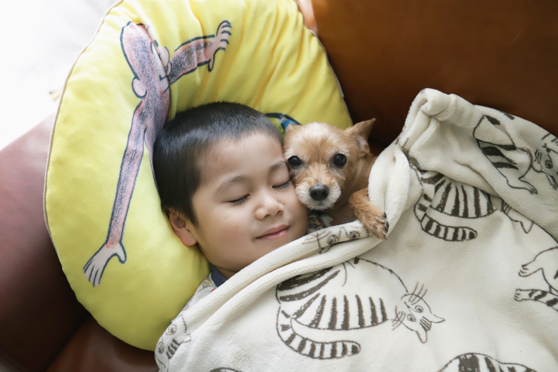 犬と一緒に寝るのメリット・デメリットとは?寝る際の4つの注意点も解説! – IDOG&ICAT