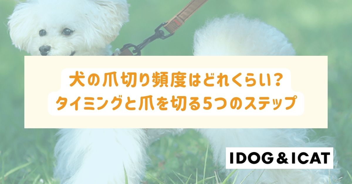 犬の爪切り頻度はどれくらい？タイミングと爪を切る5つのステップも解説