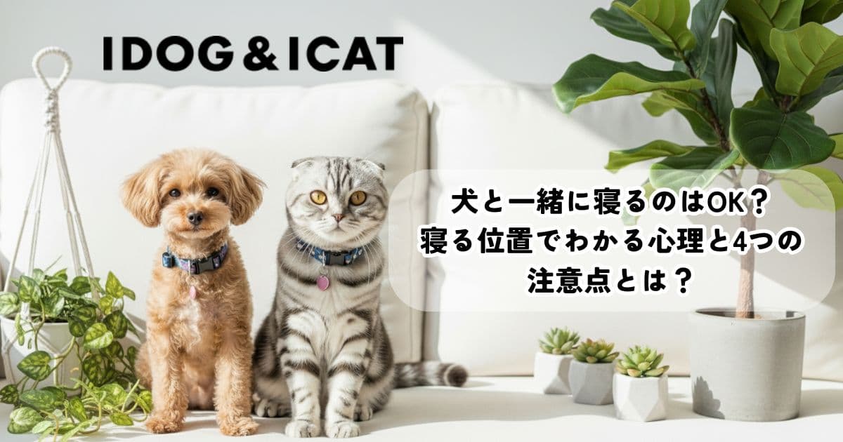 犬と一緒に寝るのはOK？寝る位置でわかる心理と4つの注意点とは？