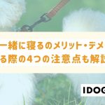 犬と一緒に寝るのメリット・デメリットとは？寝る際の4つの注意点も解説！