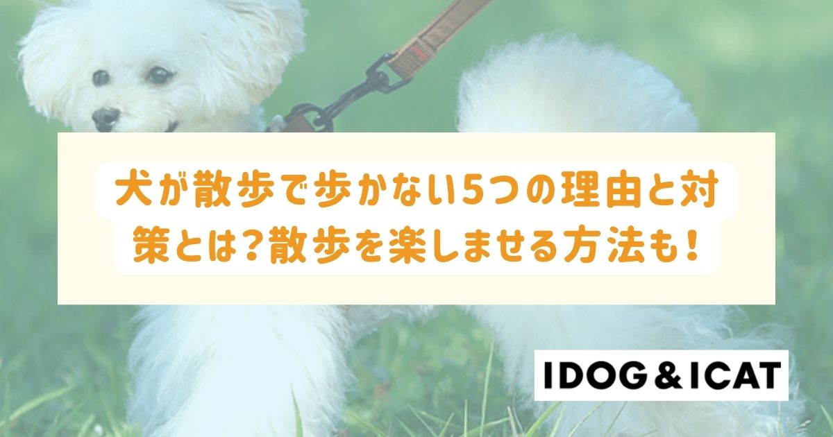 犬が散歩で歩かない5つの理由と対策とは?散歩を楽しませる方法も解説!