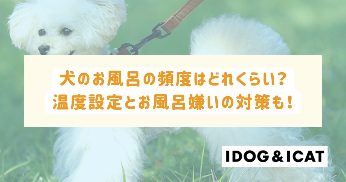 犬のお風呂の頻度はどれくらい?適切な温度設定とお風呂嫌いの対策も解説!